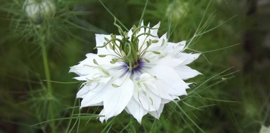 Propriétés médicinales de la nigelle
