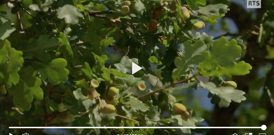 Comment la nature soigne