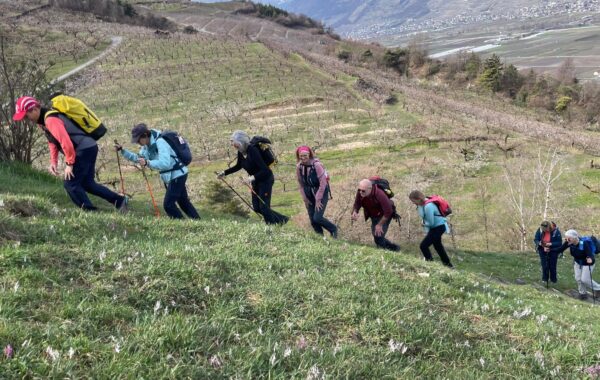 Sur le Sentier des Abricotiers et Adonis en Fleurs le 22 mars 2026