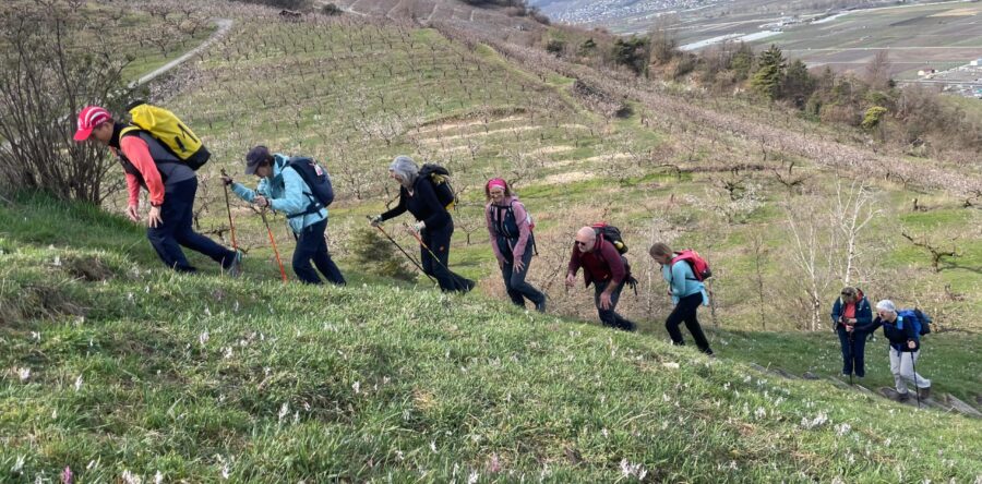Sur le Sentier des Abricotiers et Adonis en Fleurs le 22 mars 2026
